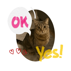Fuji - The Tabby Cat