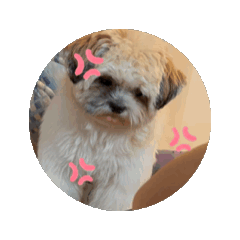 Niko._20250119192201