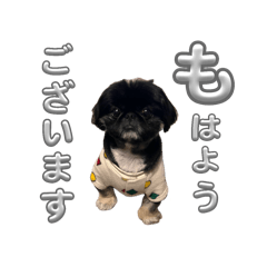 momo_20250119033043