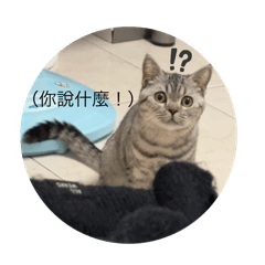 Cotttta摳踏