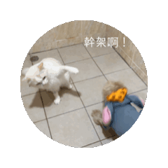 兩狗一貓ㄉ日常