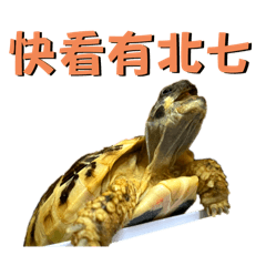 古錐的錐錐仔