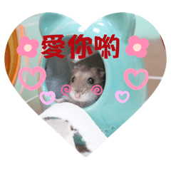 珍珠的日常貼圖 cute