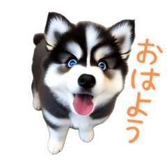 Blue-Eyed Two-Tone Pomsky