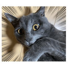 Gray cat, Noah