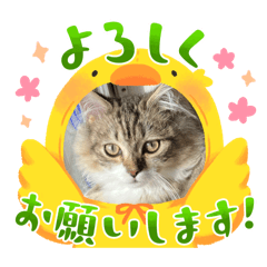 Mitsuki_20250119110044