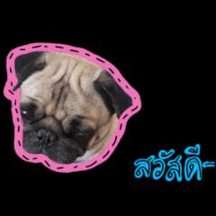 Pugcocoa