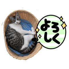 megu_20250118184034