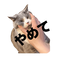 chobimugi_20250118203613