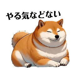 Chubby Shiba Inu 2