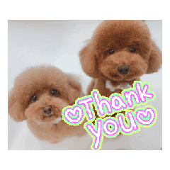 OJO GON toy poodle