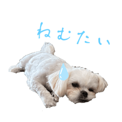 momo_20250119145244