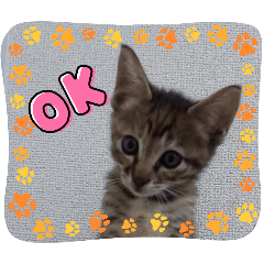 RIN THE CAT!