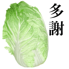 Chinese cabbage 9