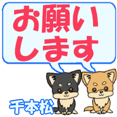 Senbonmatsu's letters Chihuahua2