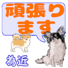 Tamechika's letters Chihuahua