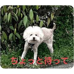 lino_20250119225056