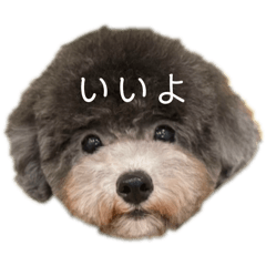 emu_20250118130148