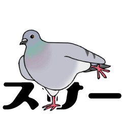 Moving Cute Pigeon