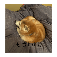 yoshi_20250120010314