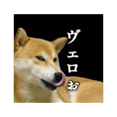 shibainu comugi to aruji_20250119224845