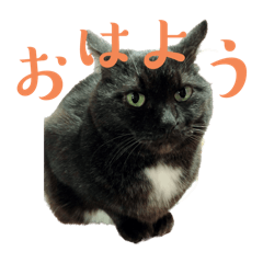 ace_20250120140516