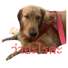 Dog lover sticker_20250120180238