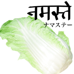 Chinese cabbage 11