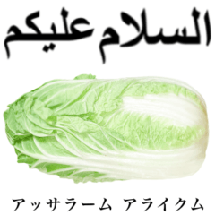 Chinese cabbage 14