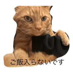 Hikari_20250120211446