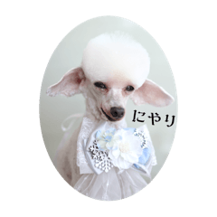 MAJESTIC POODLE_20250120214027