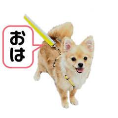 【wacci】くぅちゃんスタンプ第一弾