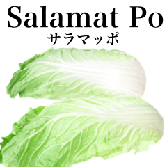 Chinese cabbage 17