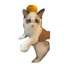 vivi_20250120213106