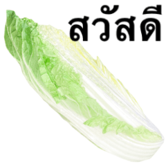 Chinese cabbage 7