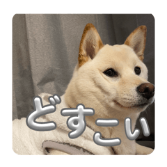 Chiomodayo