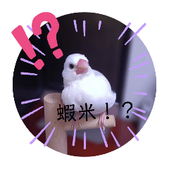 小鳥白白的貼圖