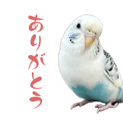 budgie sticker kuchan