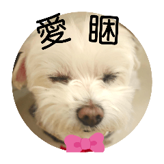 我家圓仔