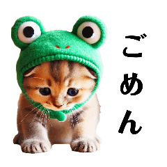 Frog costume kitten