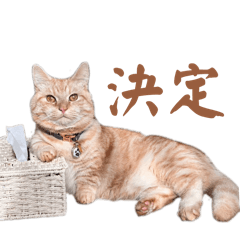cat.mugiko