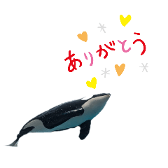 killer whale_20250121214438