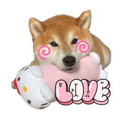 Shiba Inu  Maron