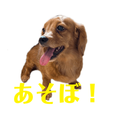 dedicate to my beloved Ran