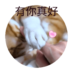 貓貓--papaya