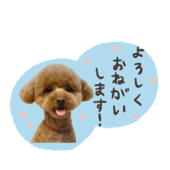 pom&coo's sticker