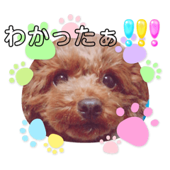 chacha_20250122132157
