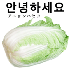 Chinese cabbage 12