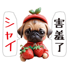 Pug is too cute (Chinese and Japanese)