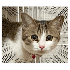 あだちけのねこ1